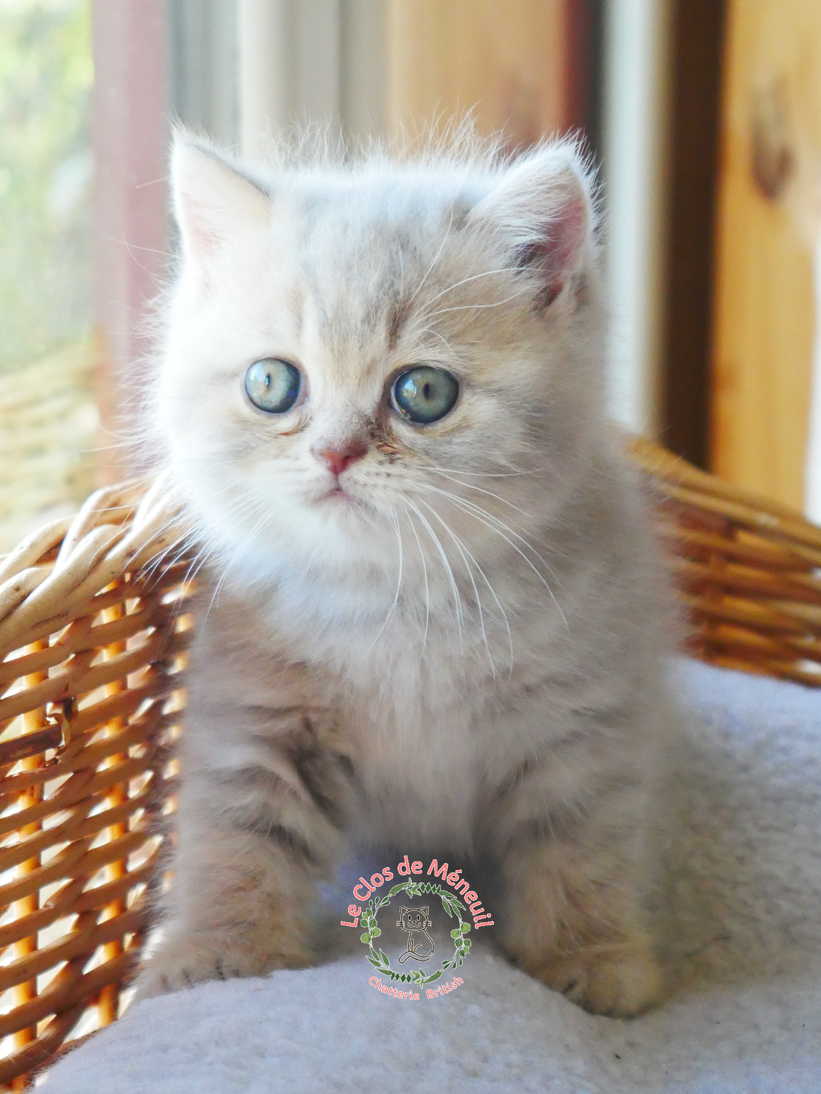 Lilac tabby 7 sem 2 
