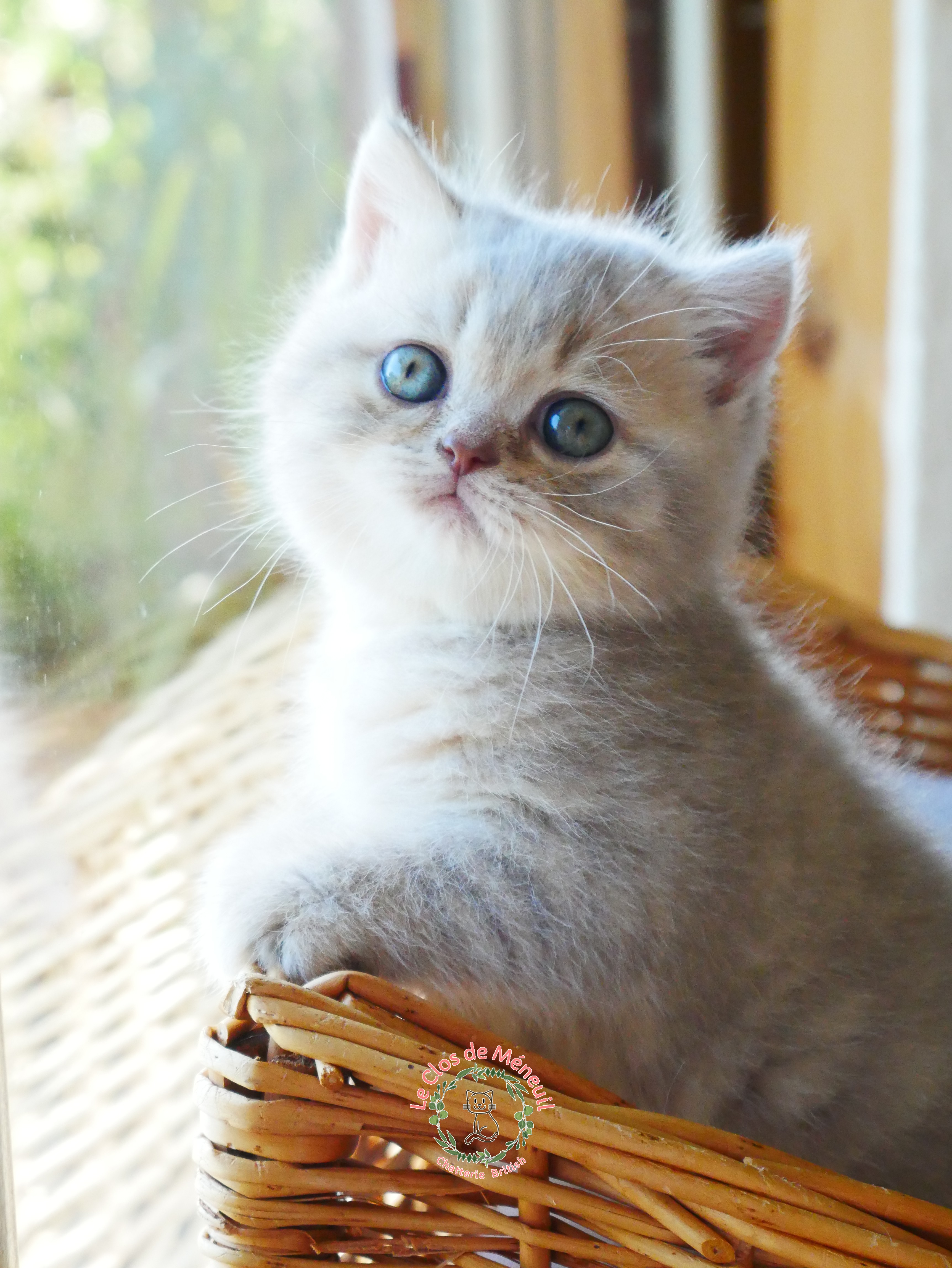 Lilac tabby 7 sem 1 
