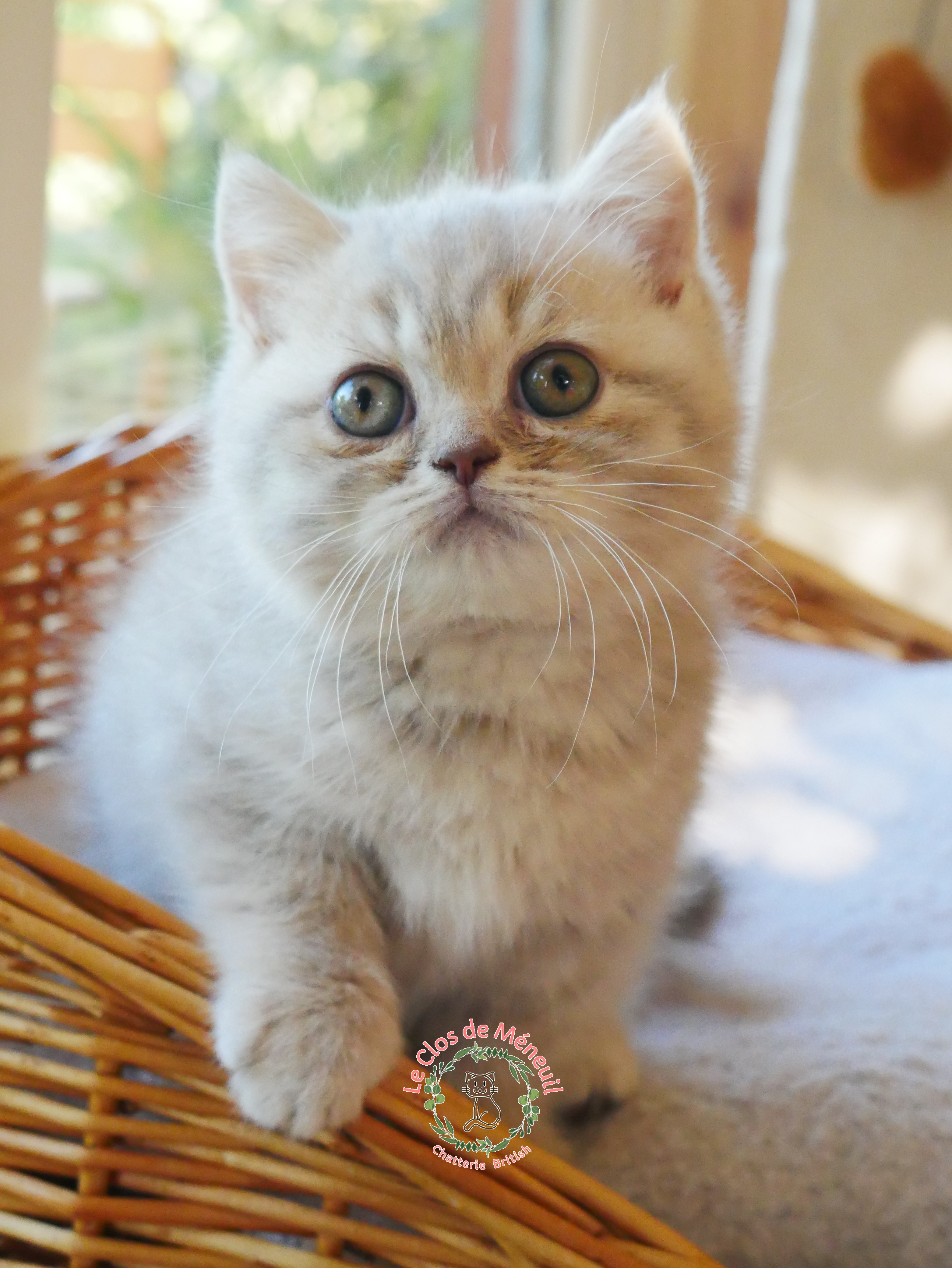 Lilac tabby 8 sem 7 