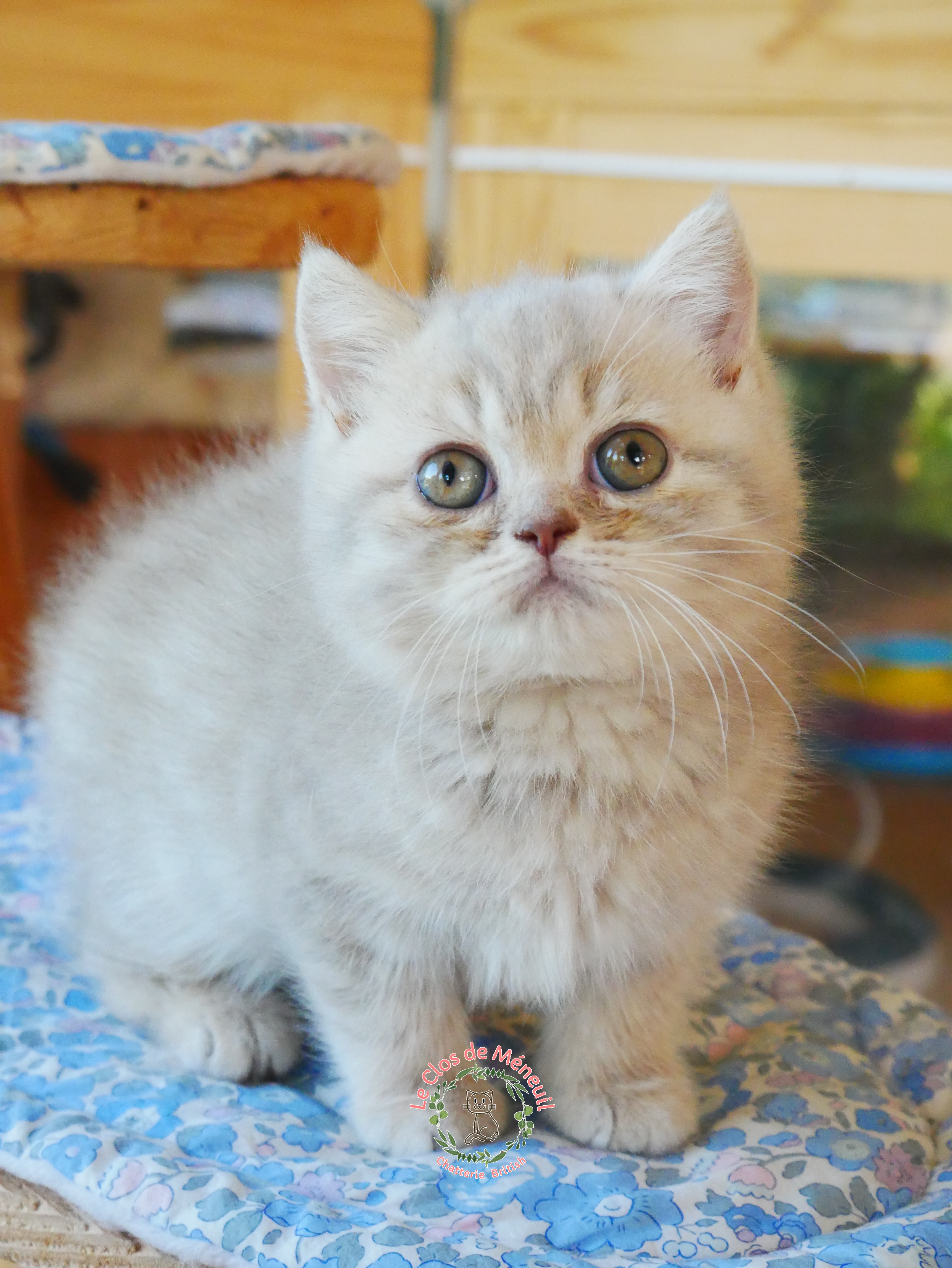 Lilac tabby 8 sem 6 