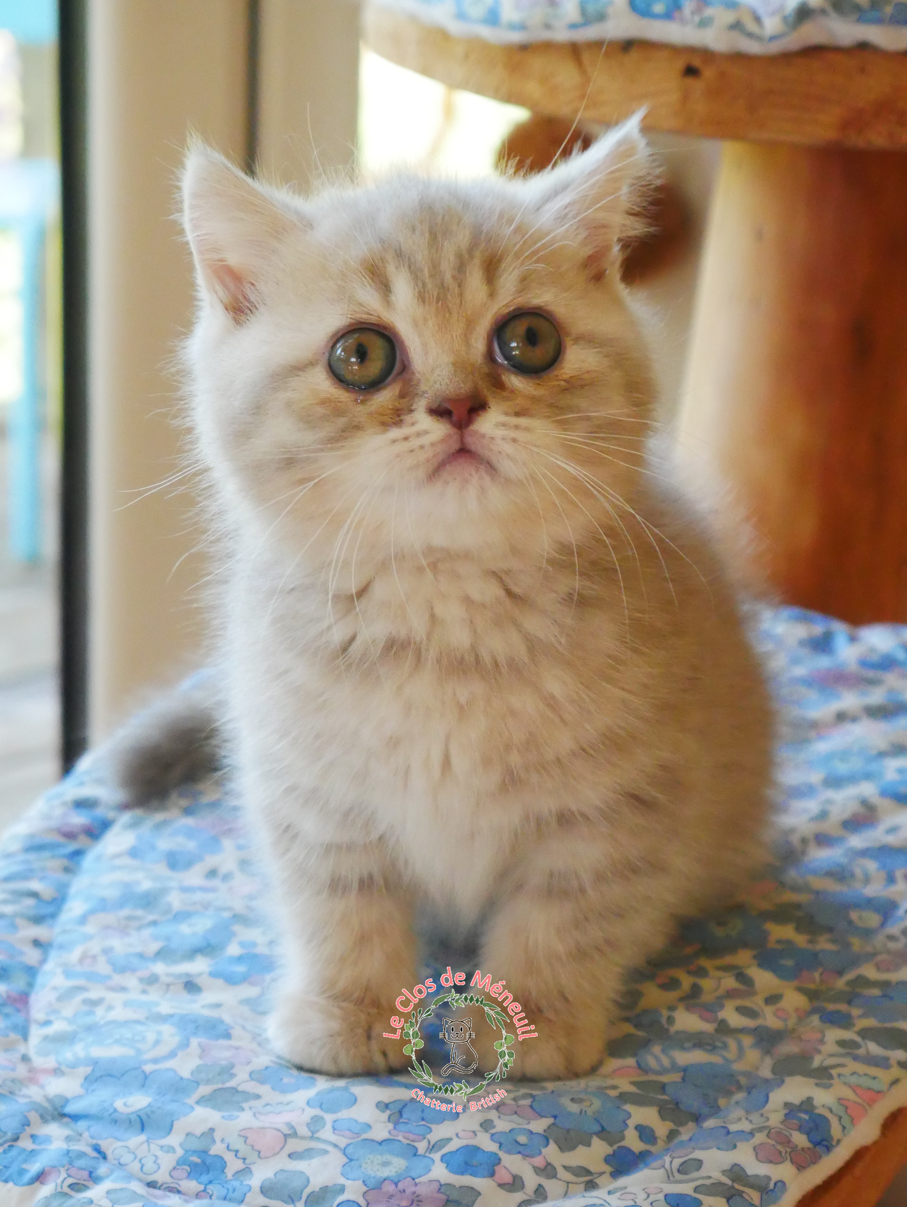 Lilac tabby 8 sem 5 