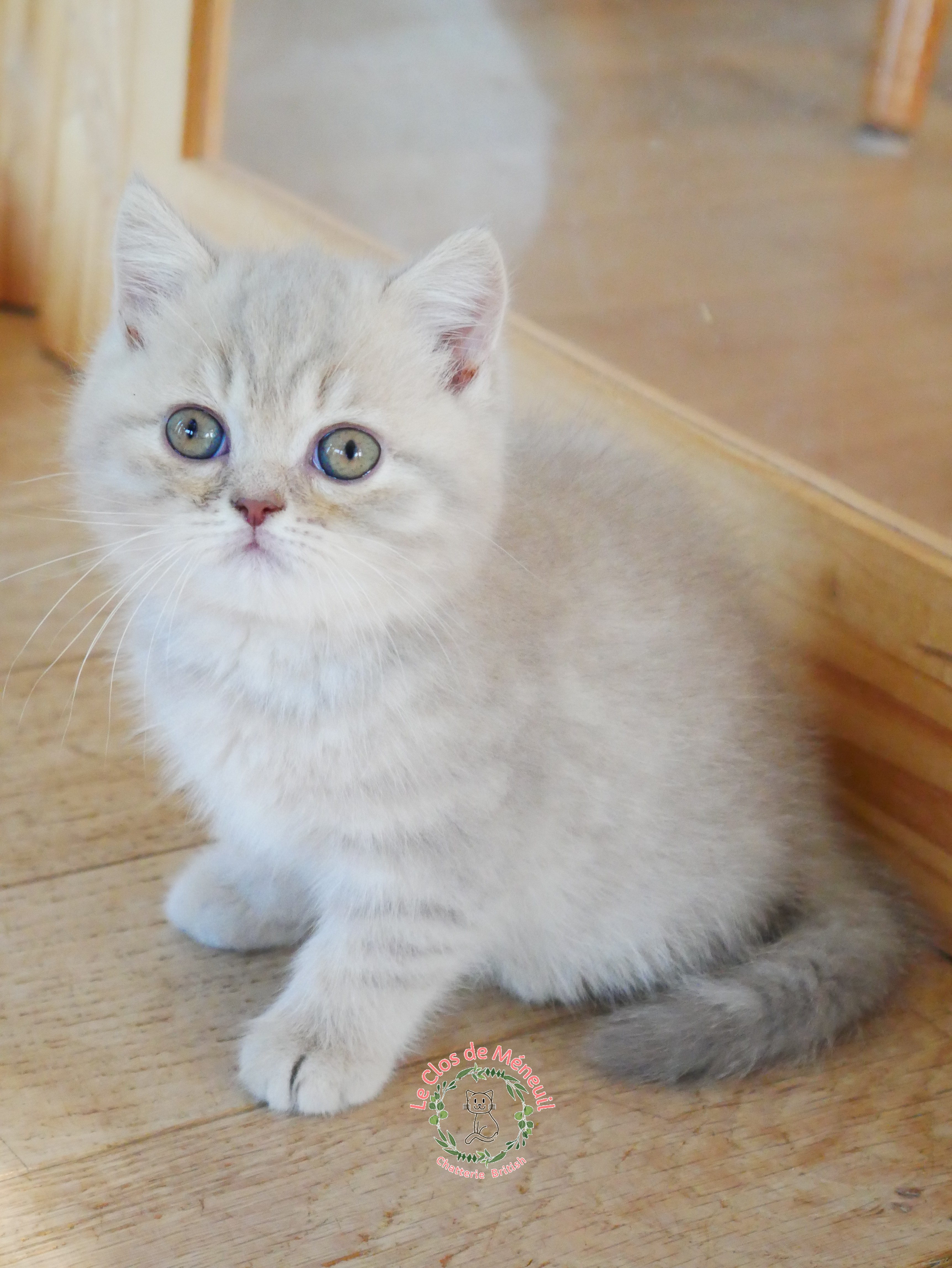 Lilac tabby 8 sem 4 
