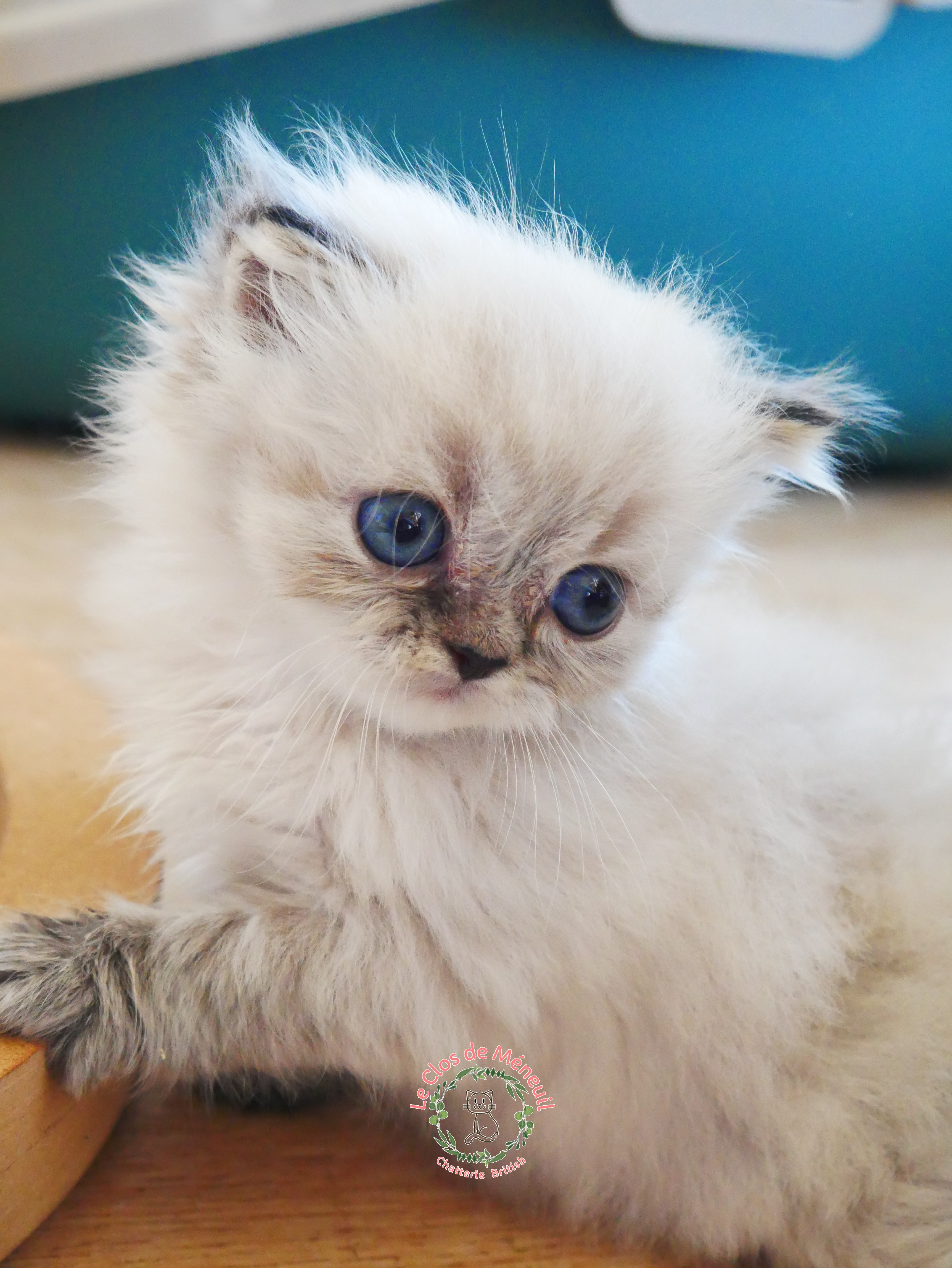 Crevette 0 m 5 sem 2 