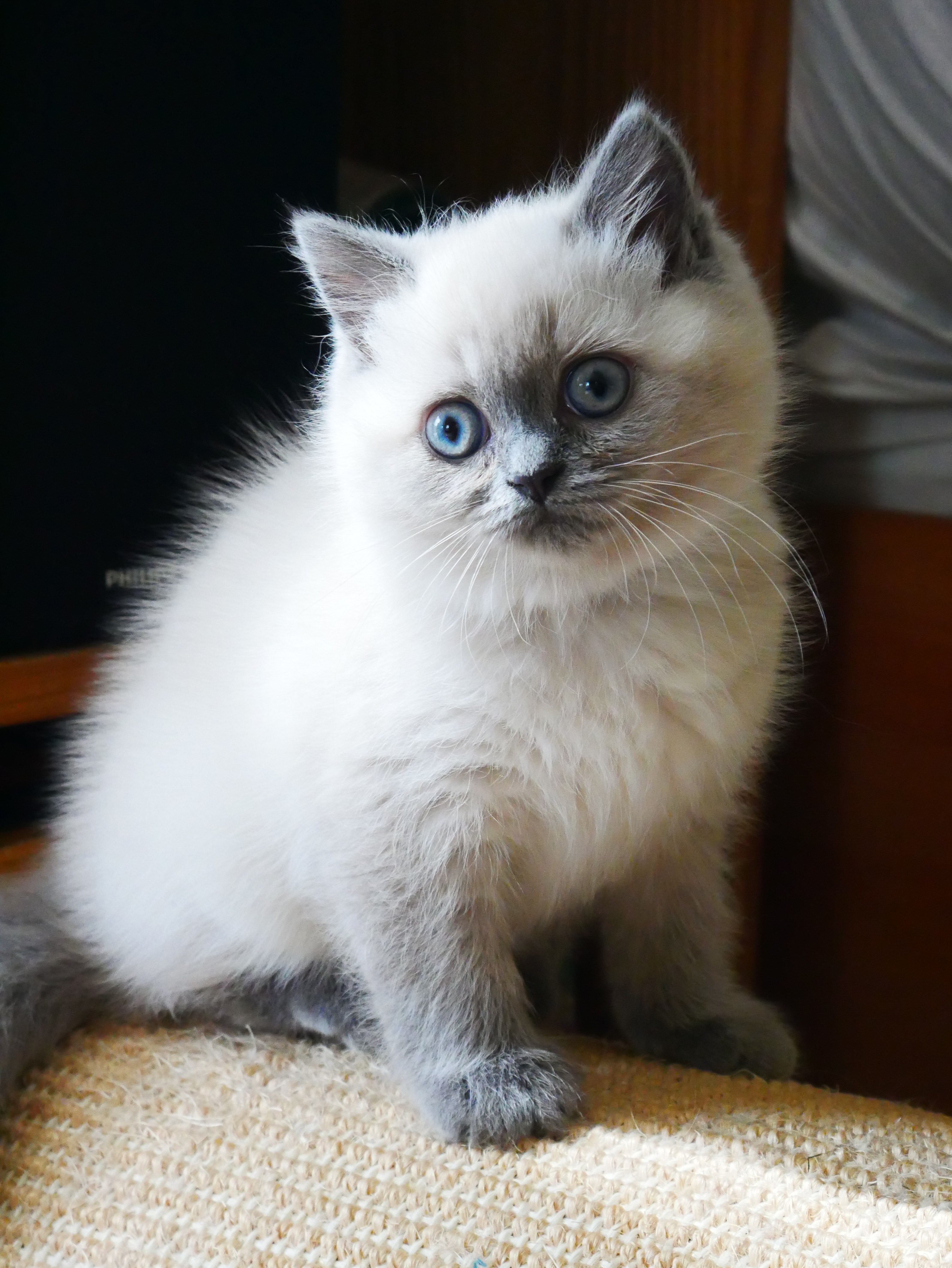Violet 0 m 9 sem 1 