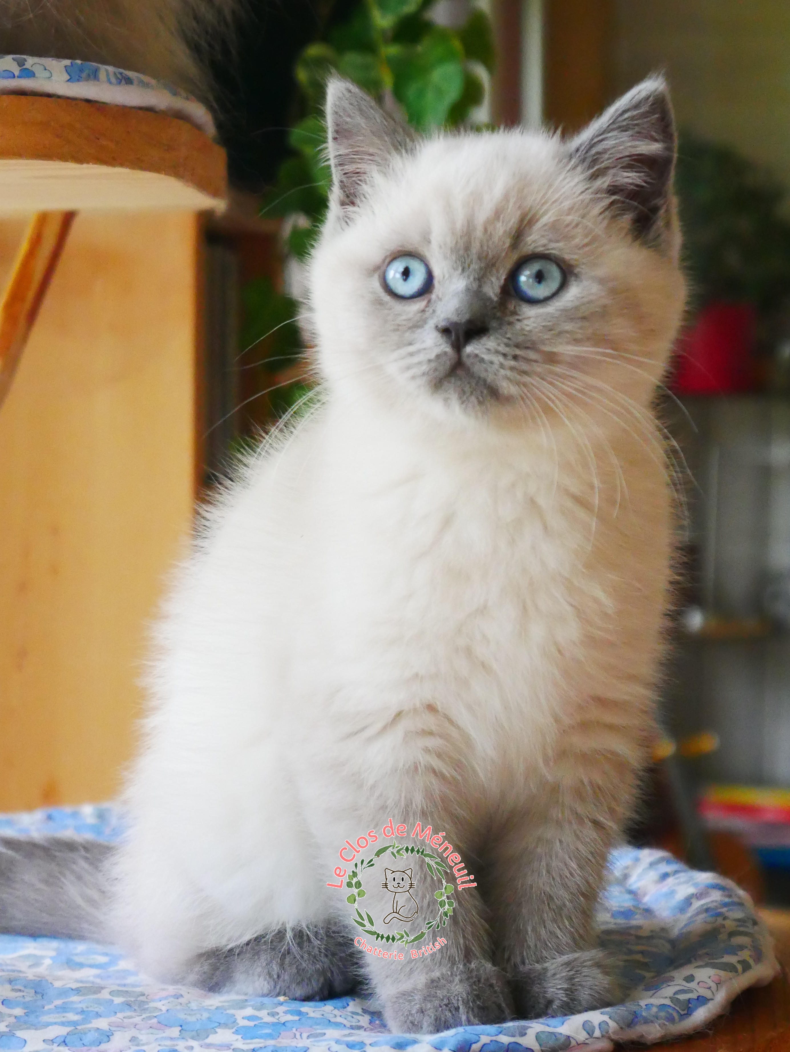 Bella 10 sem 7 