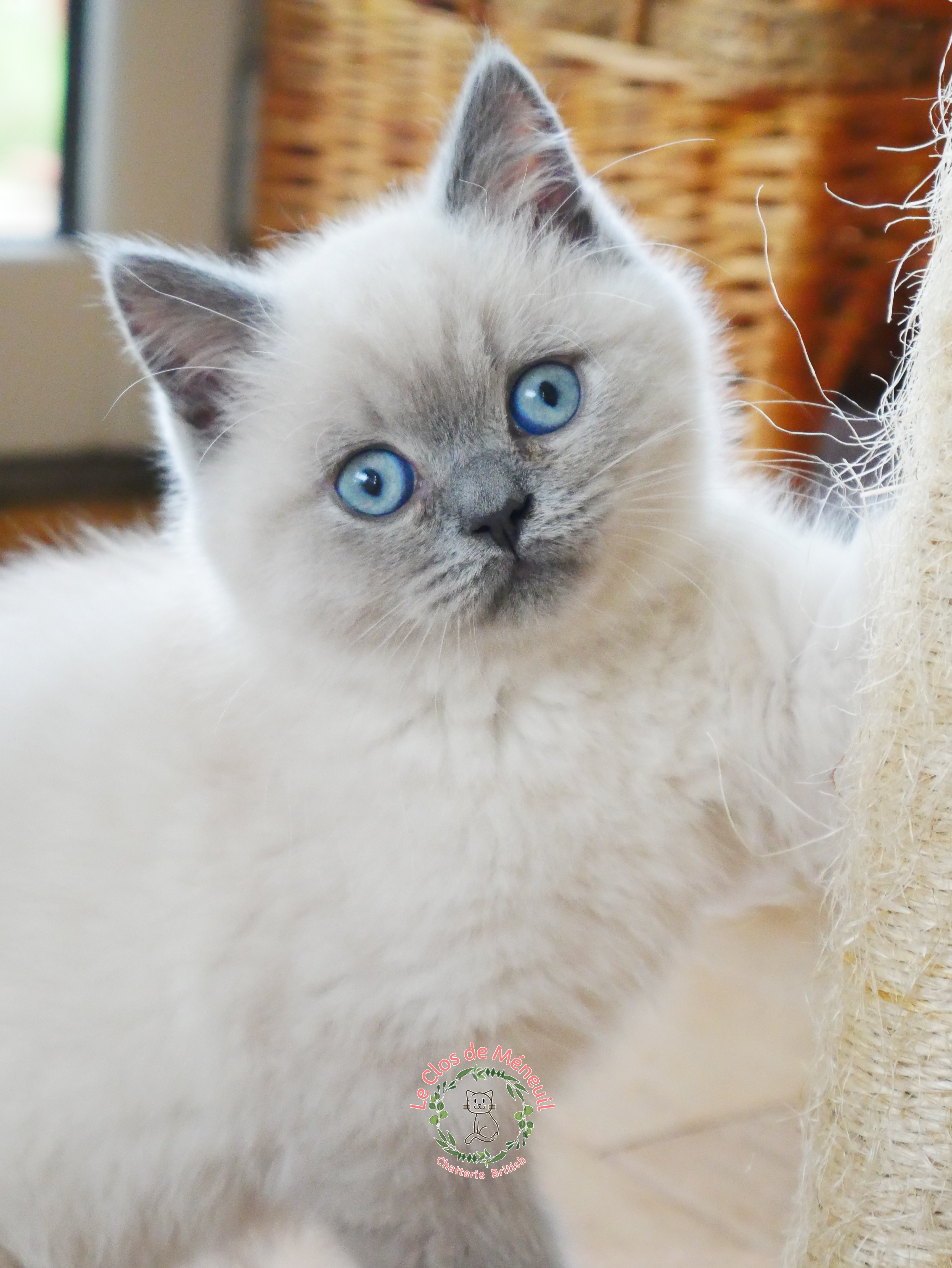 Bella 10 sem 4 