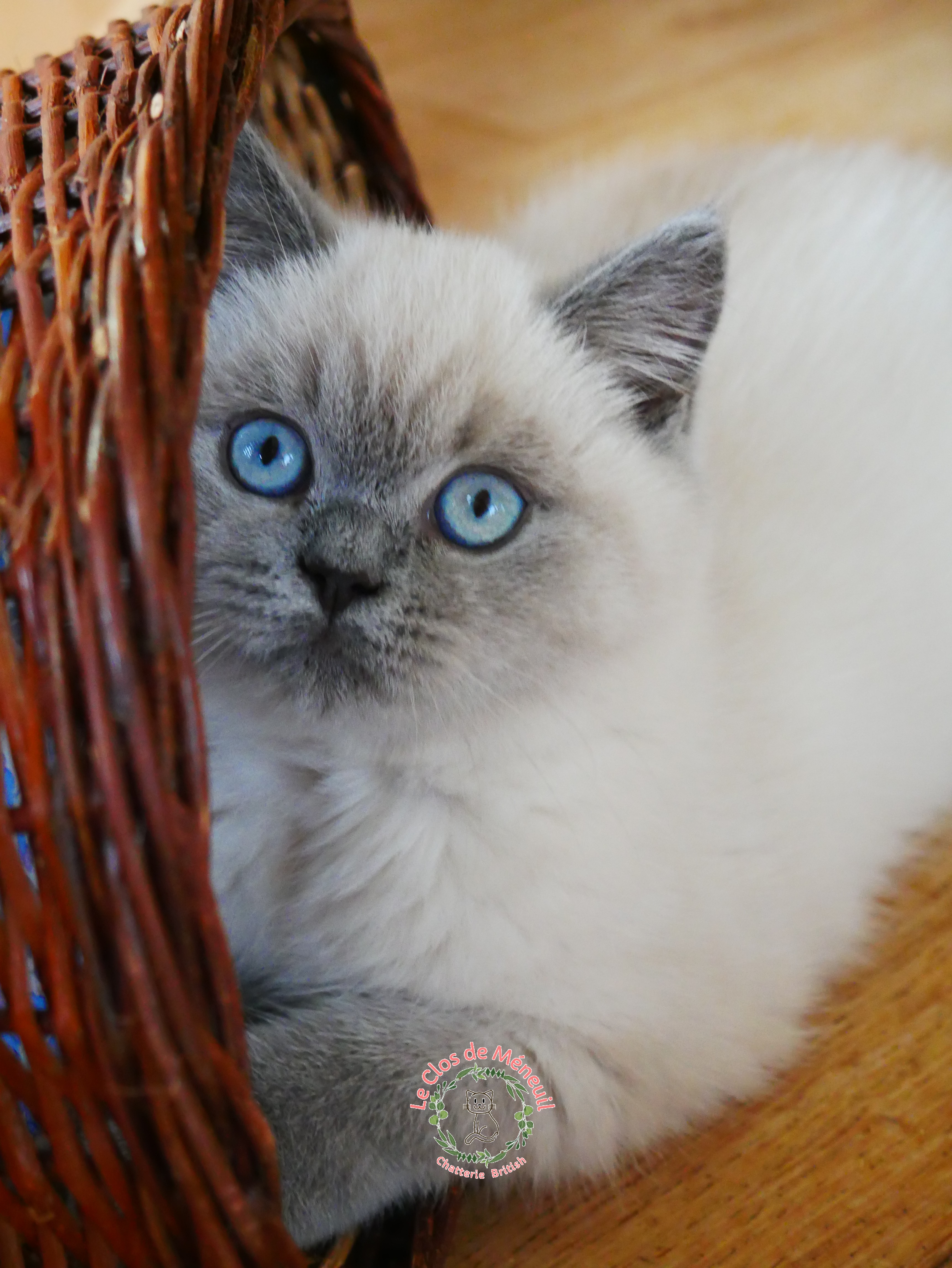 Bella 12 sem 2 