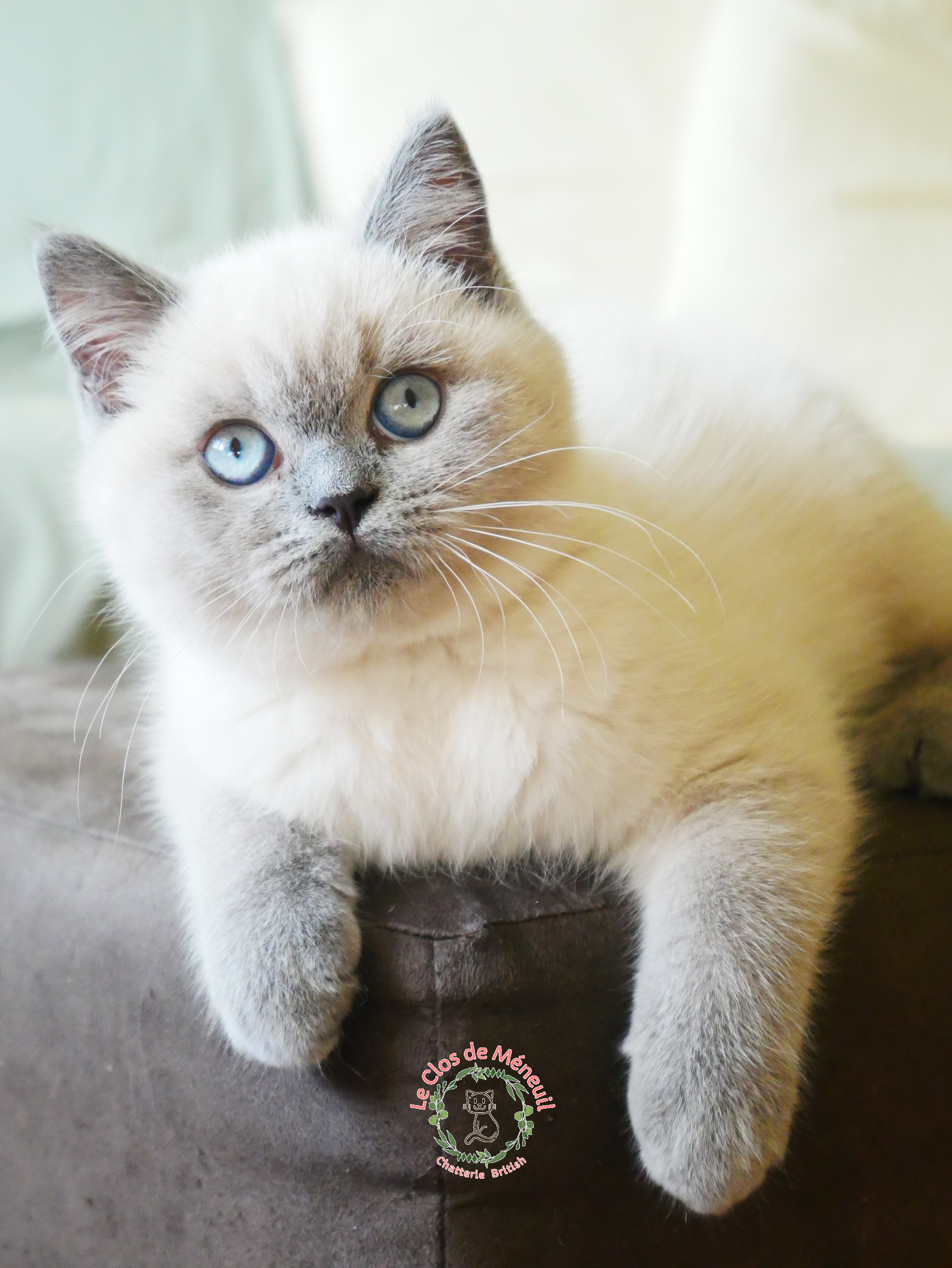 Bella 12 sem 4 