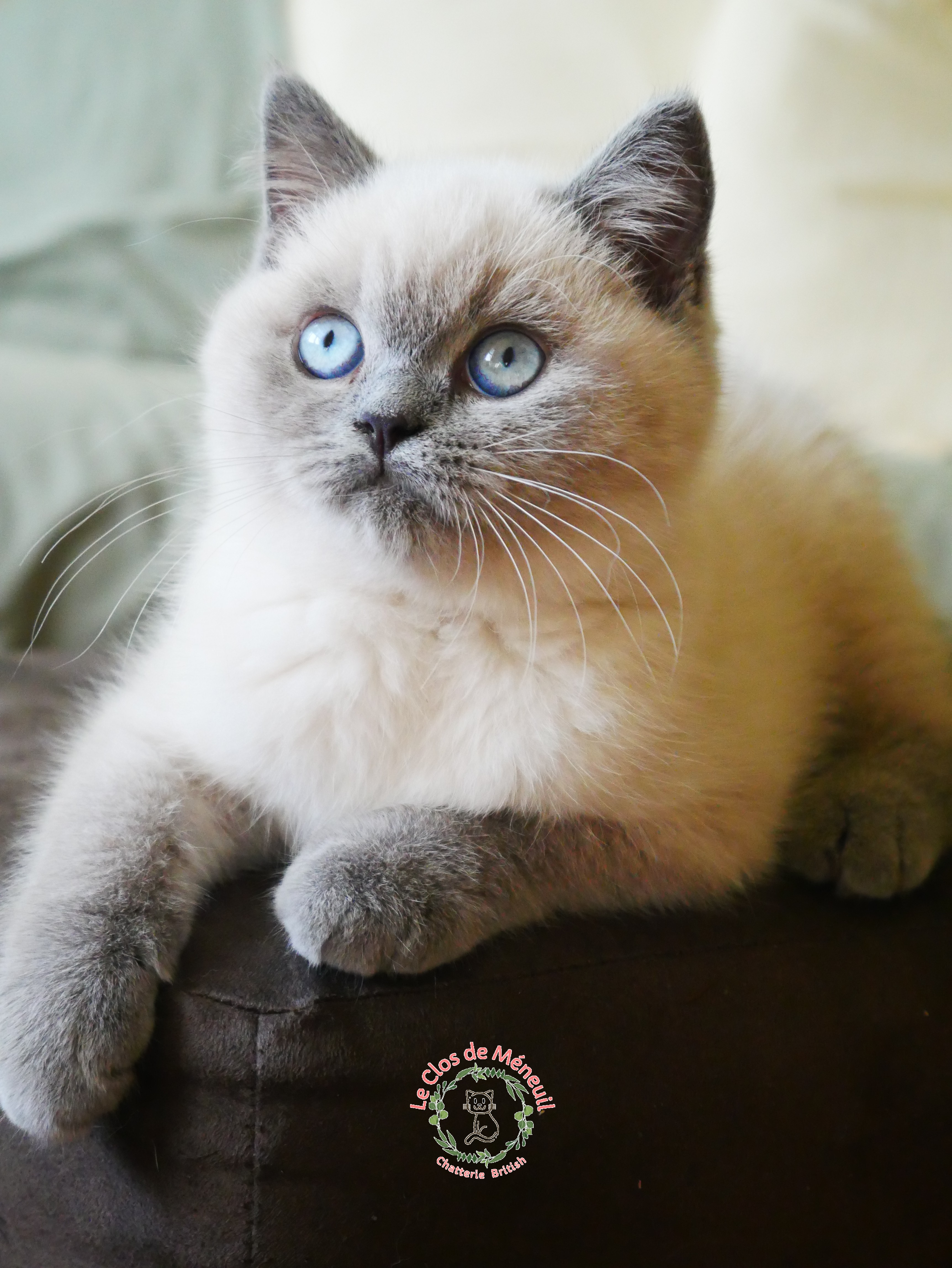 Bella 12 sem 3 