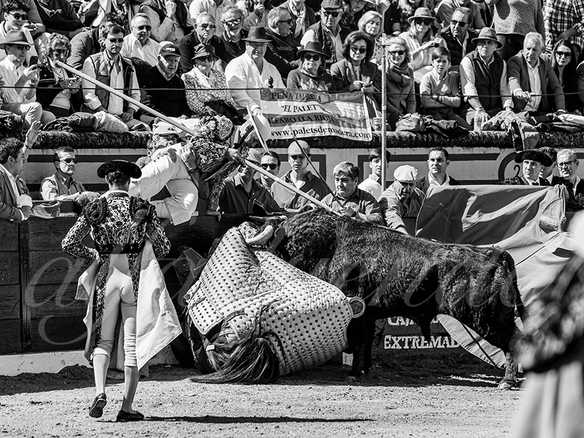 20260308 manana olivenza fd 013