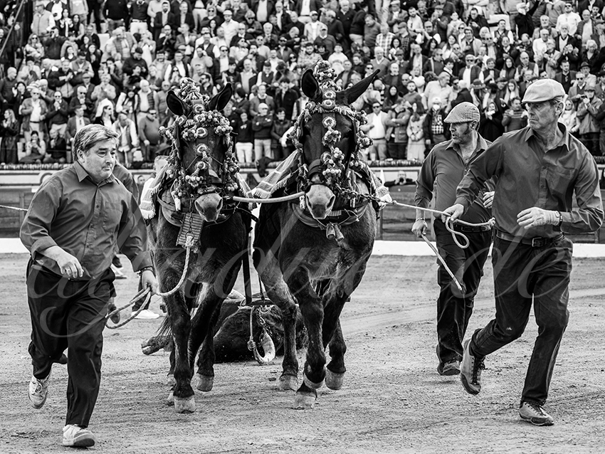 20260308 tarde olivenza fd 022