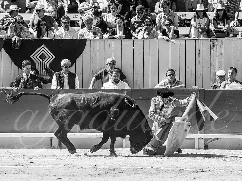 20260405 arles nov fd 015 copie