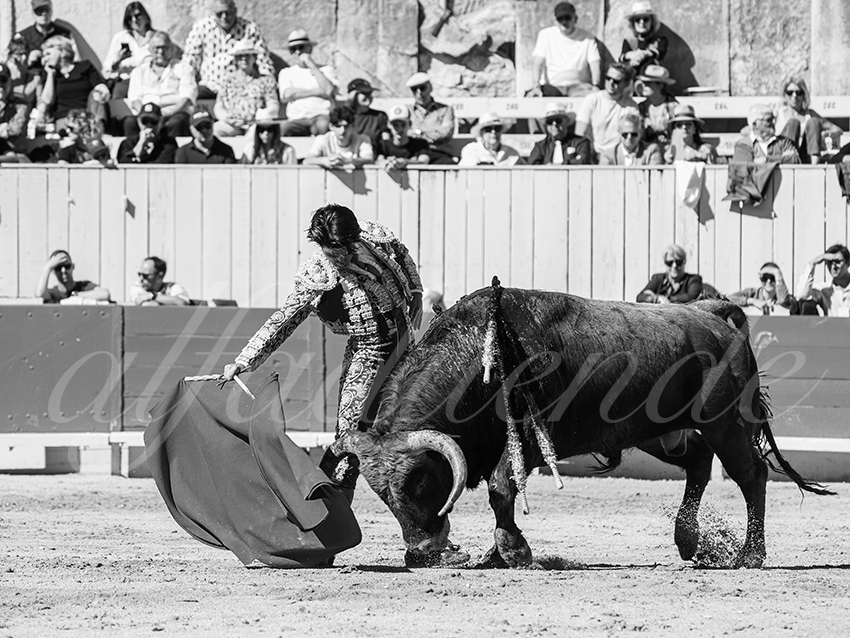 20260405 arles nov fd 004 copie