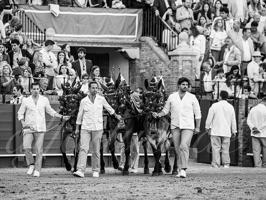 20260419 sevilla fd 020 copie