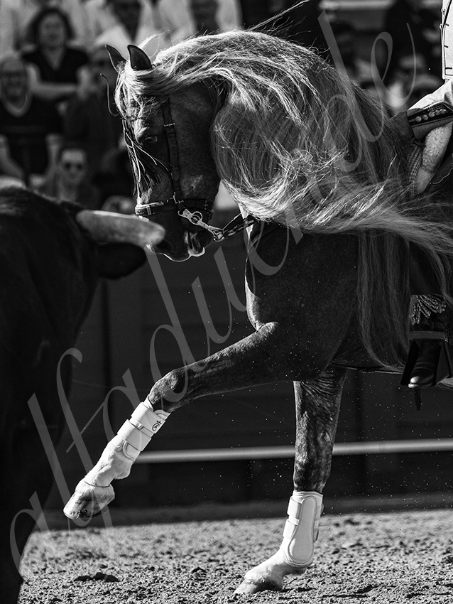 20260419 sevilla fd 002 copie