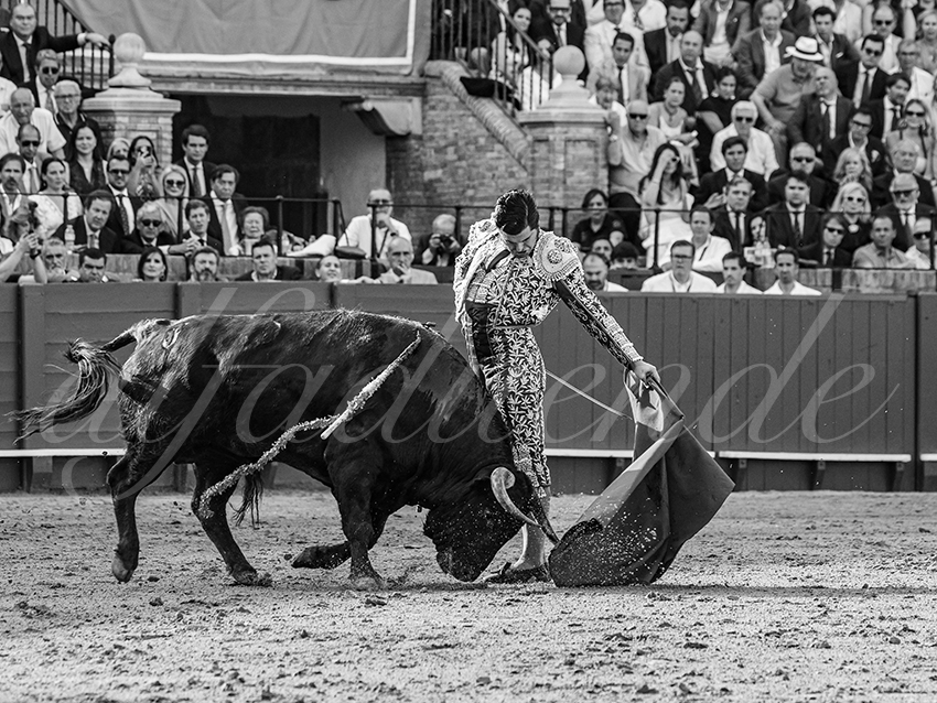 20260420 sevilla fd 014 copie