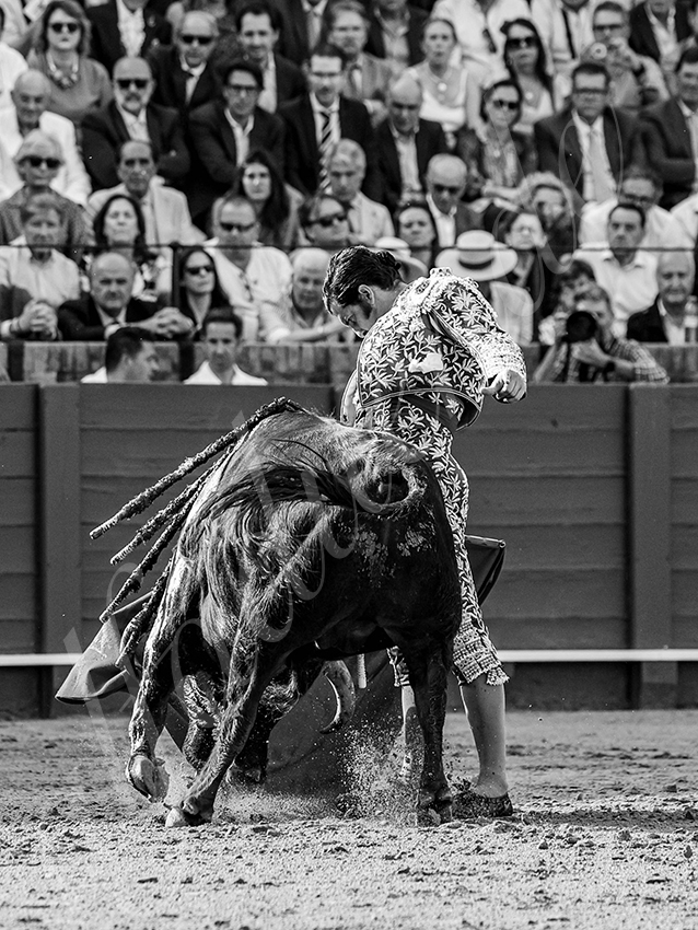 20260420 sevilla fd 013 copie