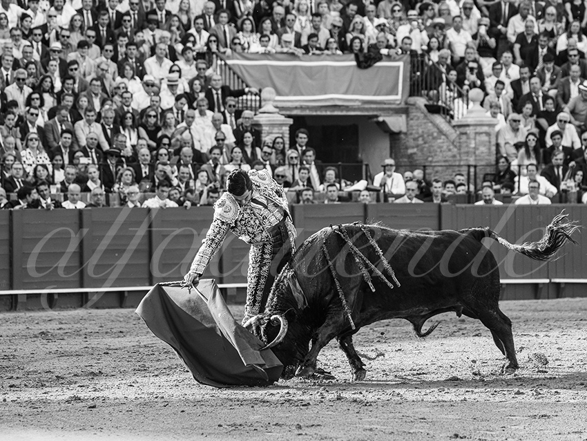 20260420 sevilla fd 012 copie