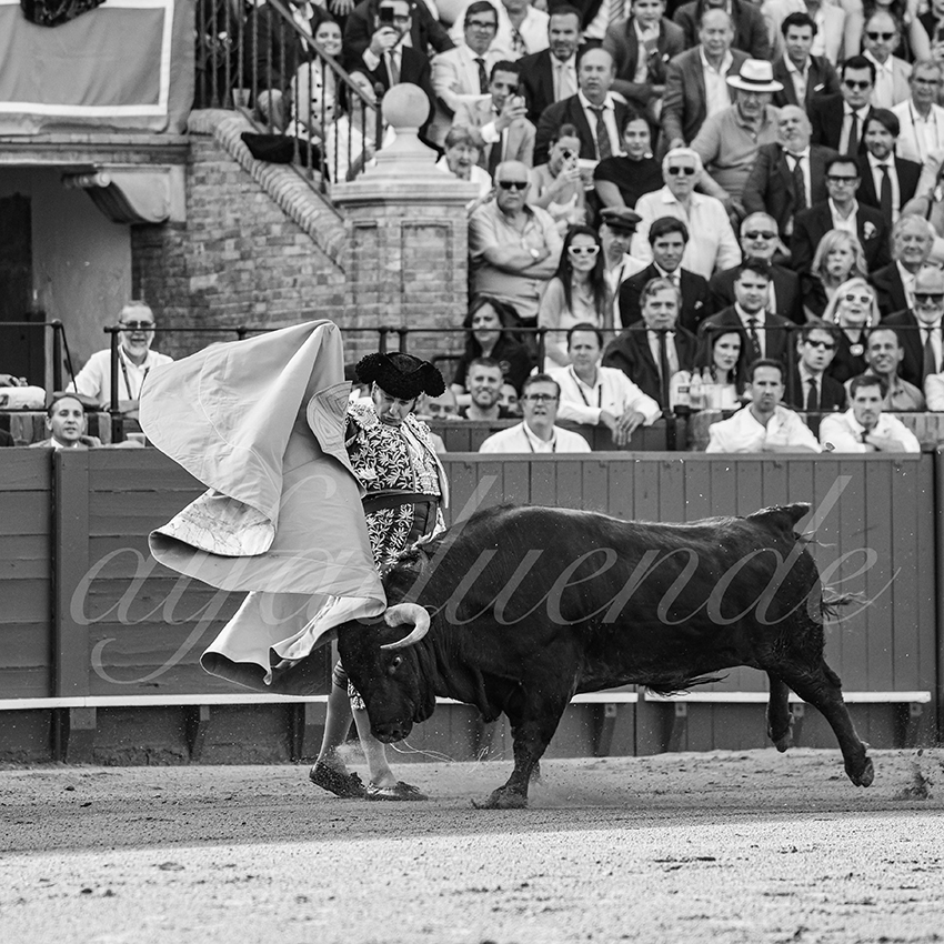 20260420 sevilla fd 005 copie