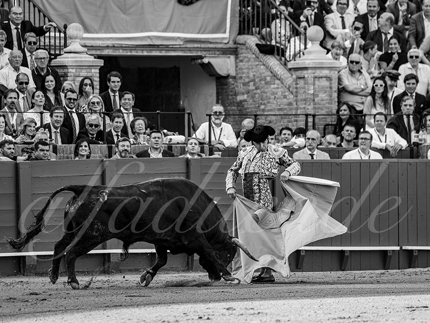 20260420 sevilla fd 004 copie