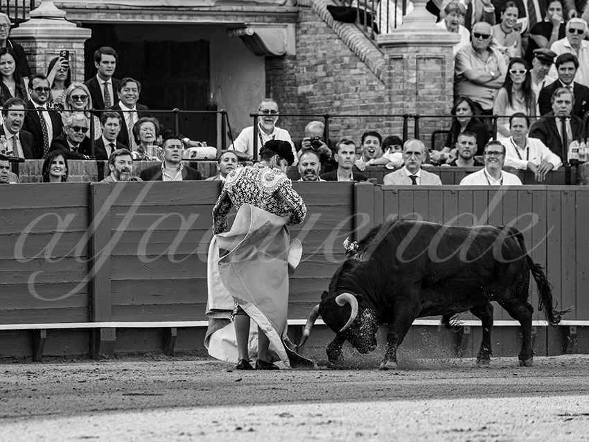 20260420 sevilla fd 003 copie