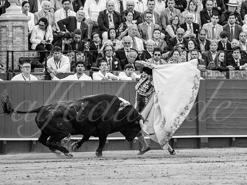 20260421 sevilla fd 016 copie