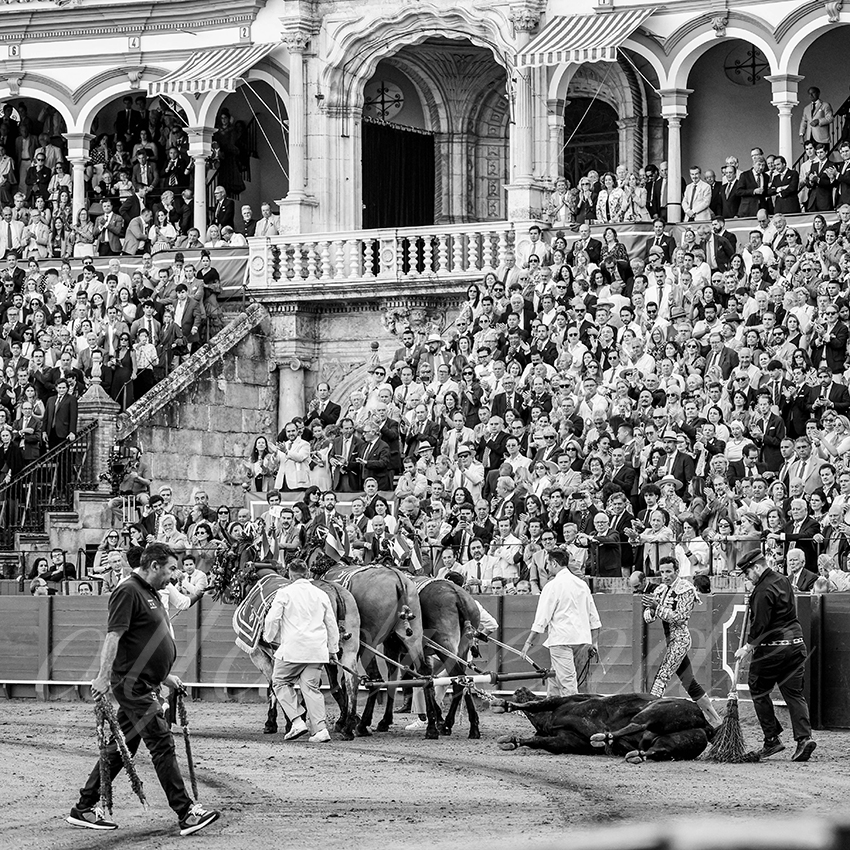 20260422 sevilla hd 041 copie