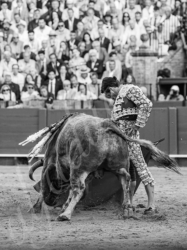 20260422 sevilla hd 011 copie