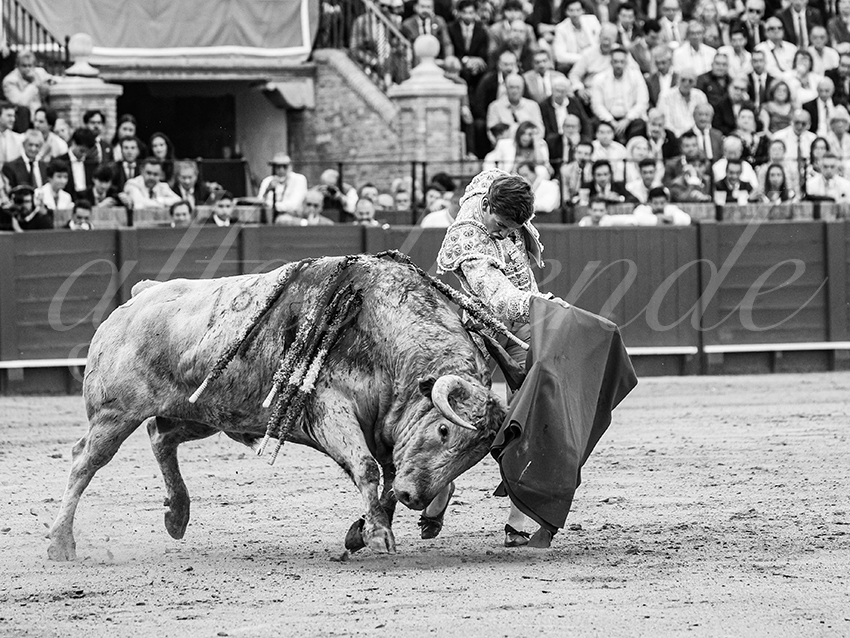 20260423 sevilla fd 028 copie