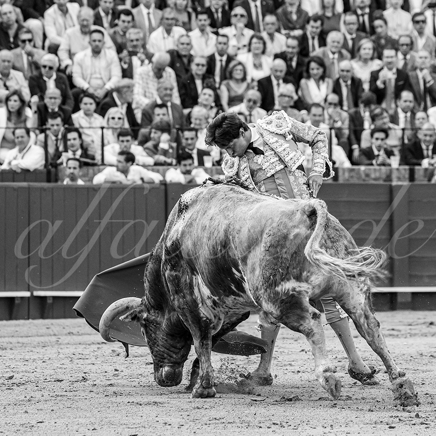 20260423 sevilla fd 010 copie