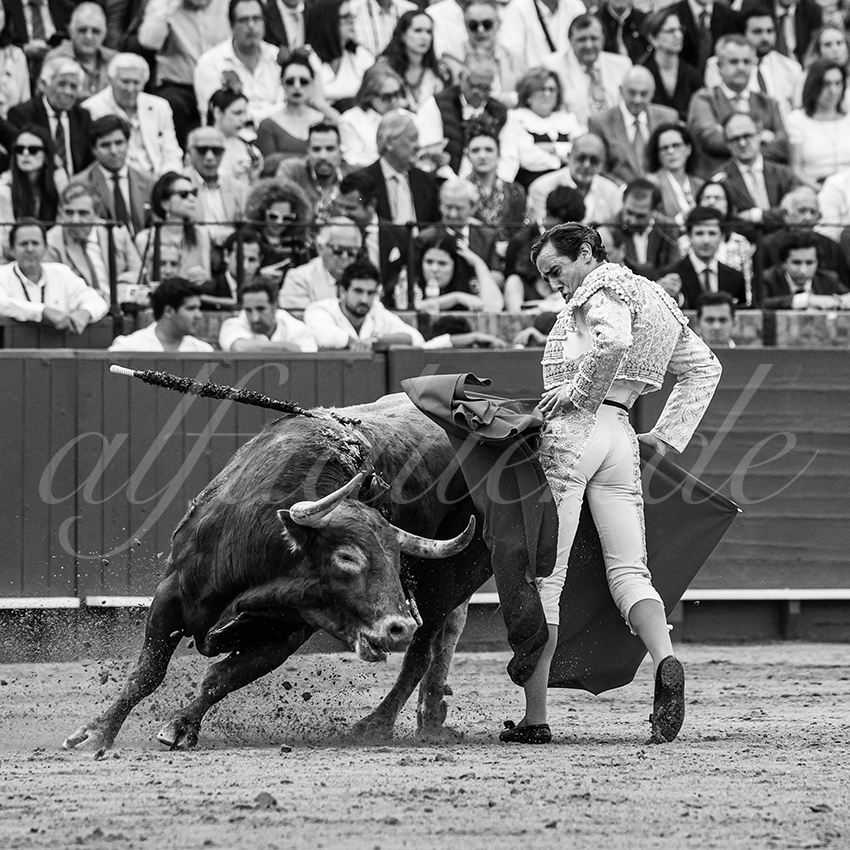20260424 sevilla fd 014 copie