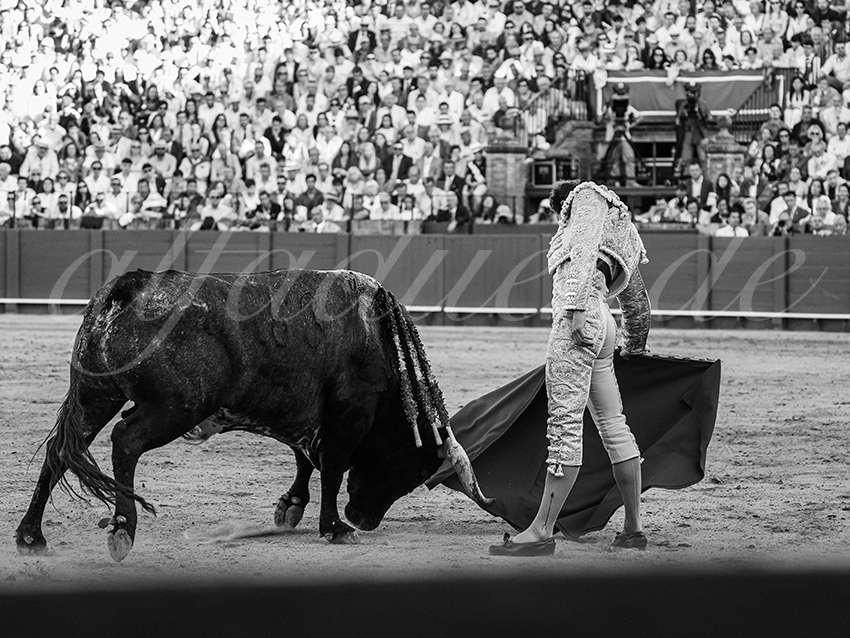 20260426 sevilla fd 036