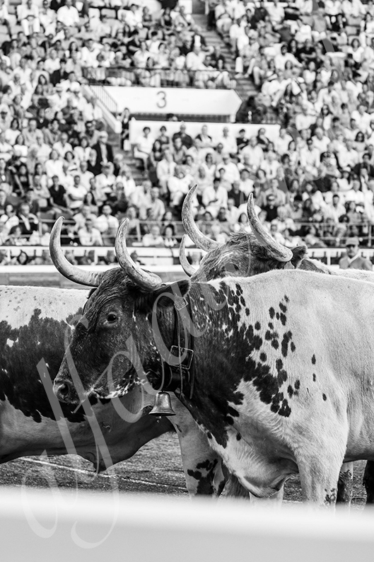 20260829 bilbao fd 012