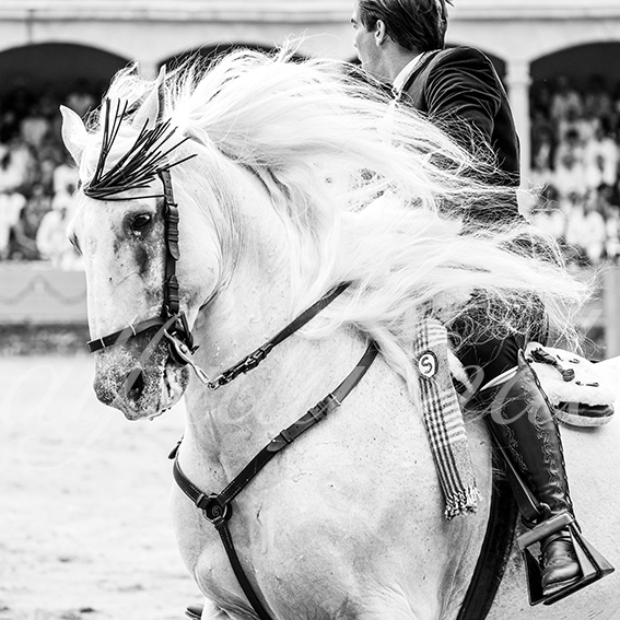 20260905 ronda rejon fd 027
