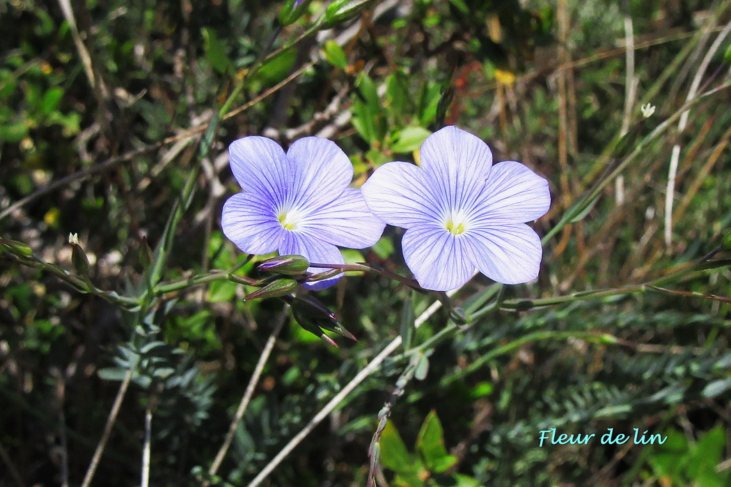 09 fleur de lin