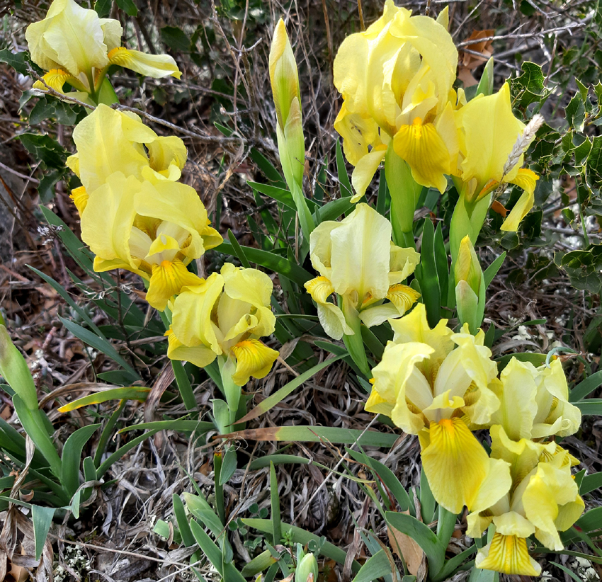 Iris lutescensjaunes