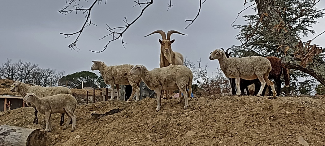 22 panoramique mc