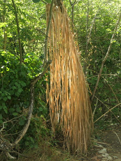 P1000992