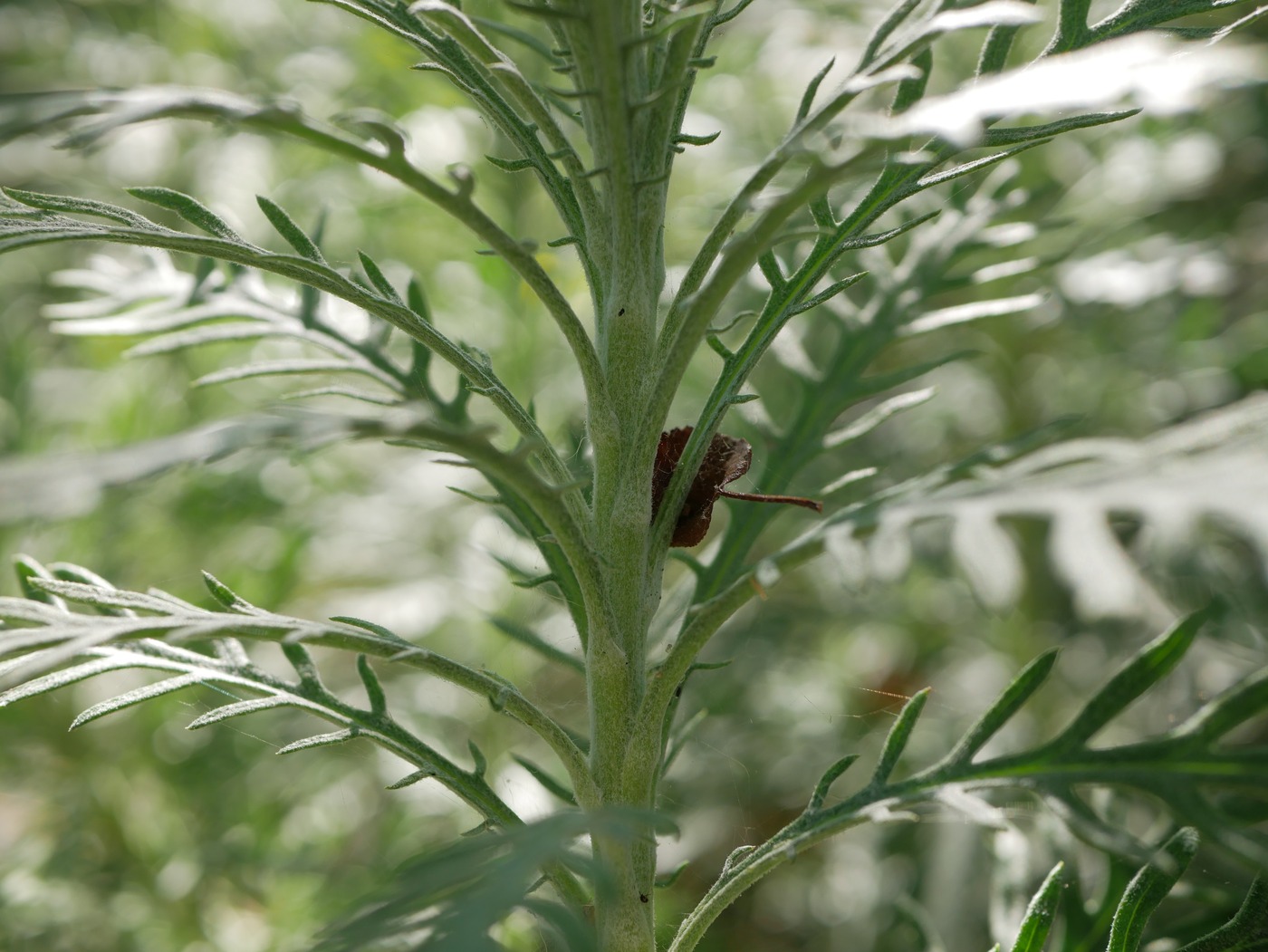 P1110886 rdx2