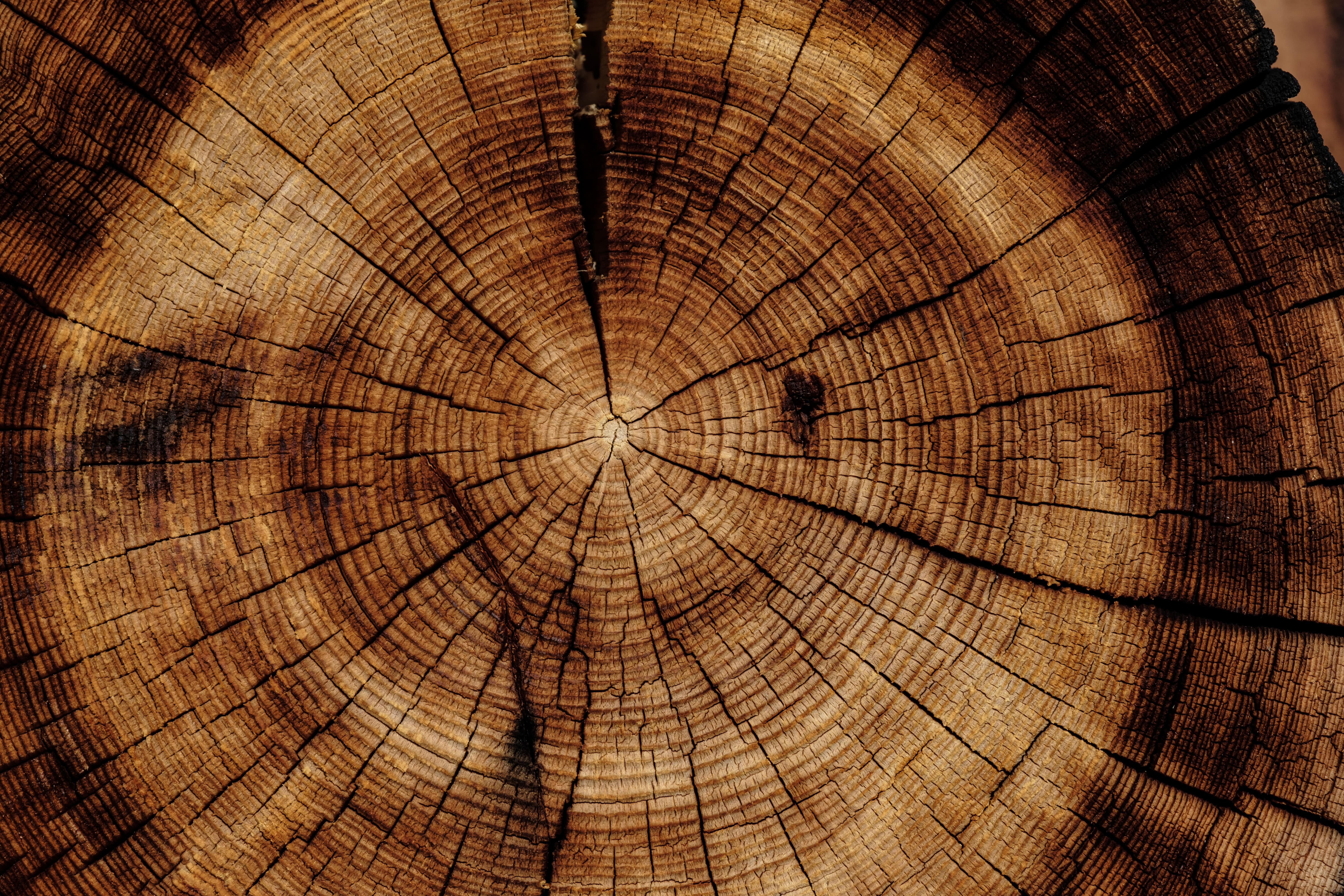 Joel-jasmin-forestbird-xzPMUMDDsfk-unsplash