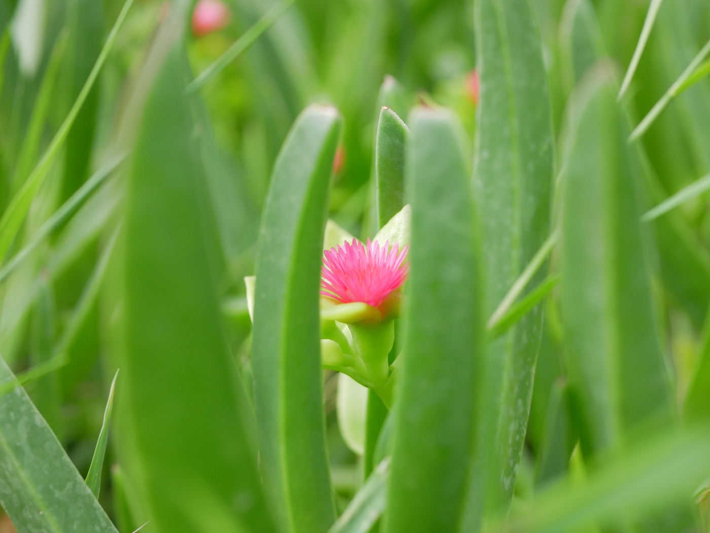 P1110213 rdx2