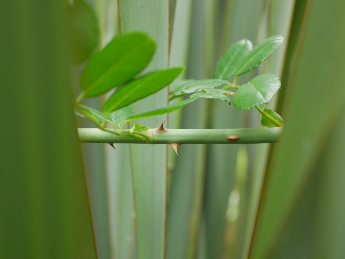 P1110229 rdx2