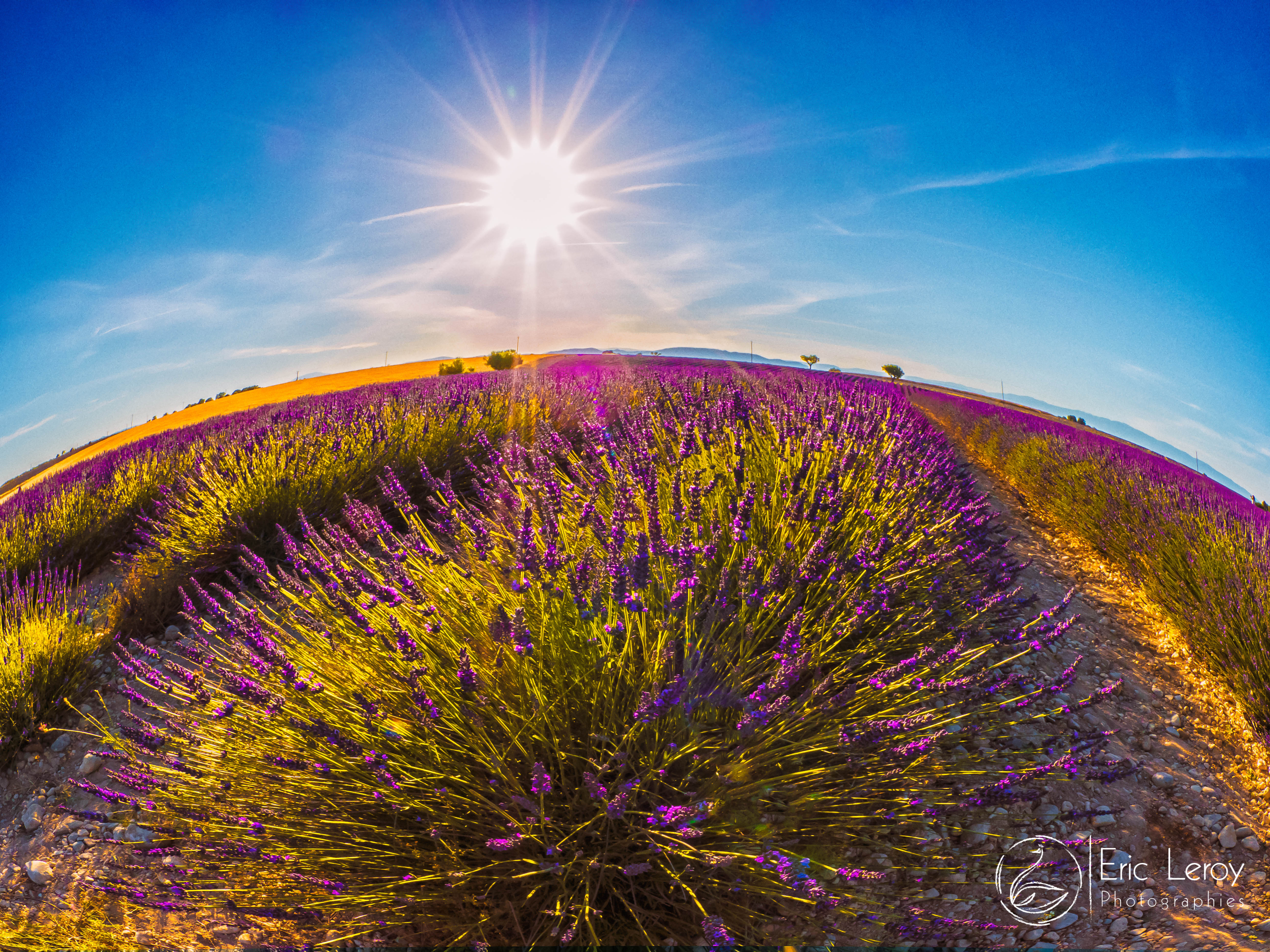 35300655861 1bb21e674d o