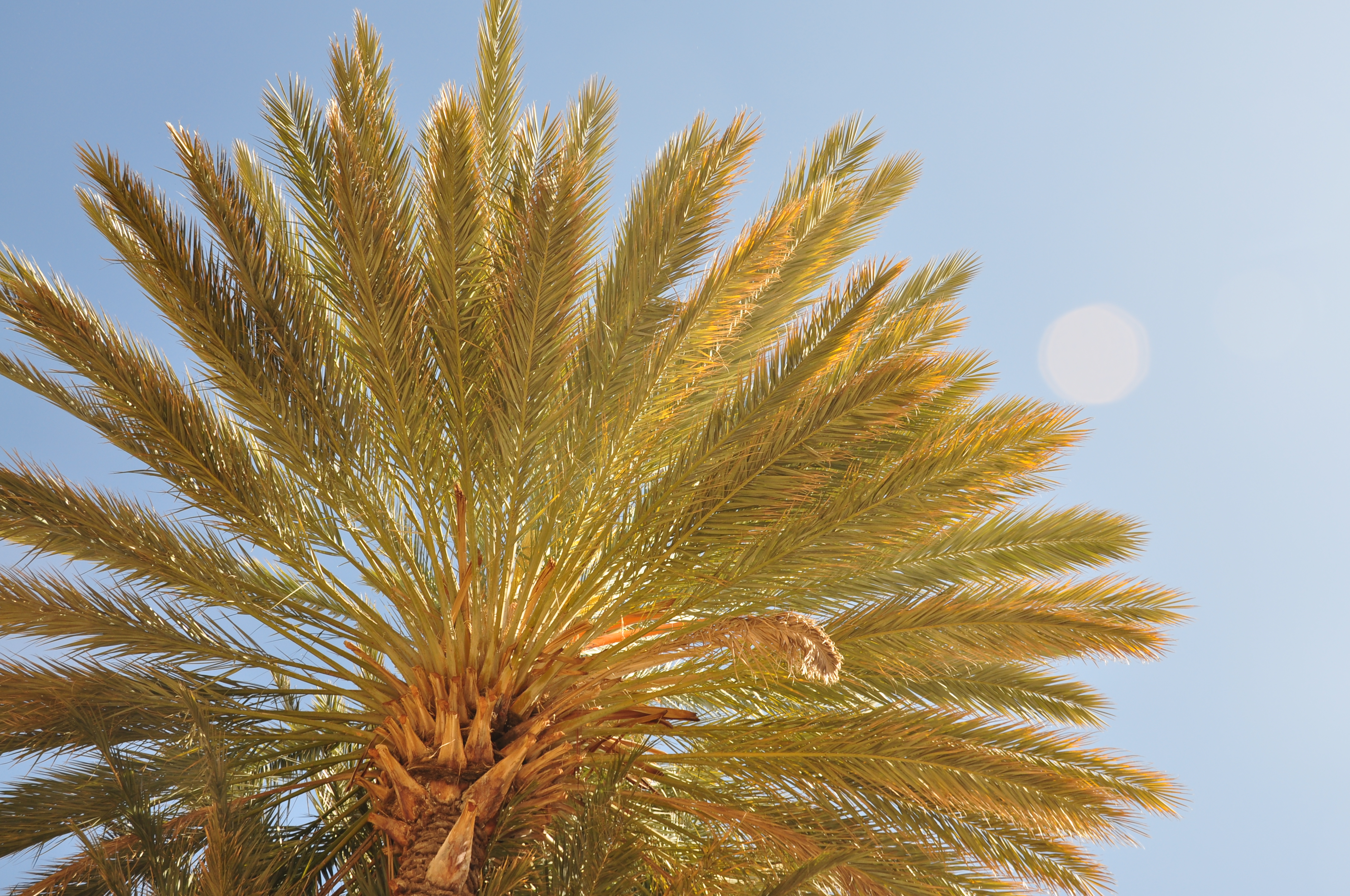 Gardenpalm1