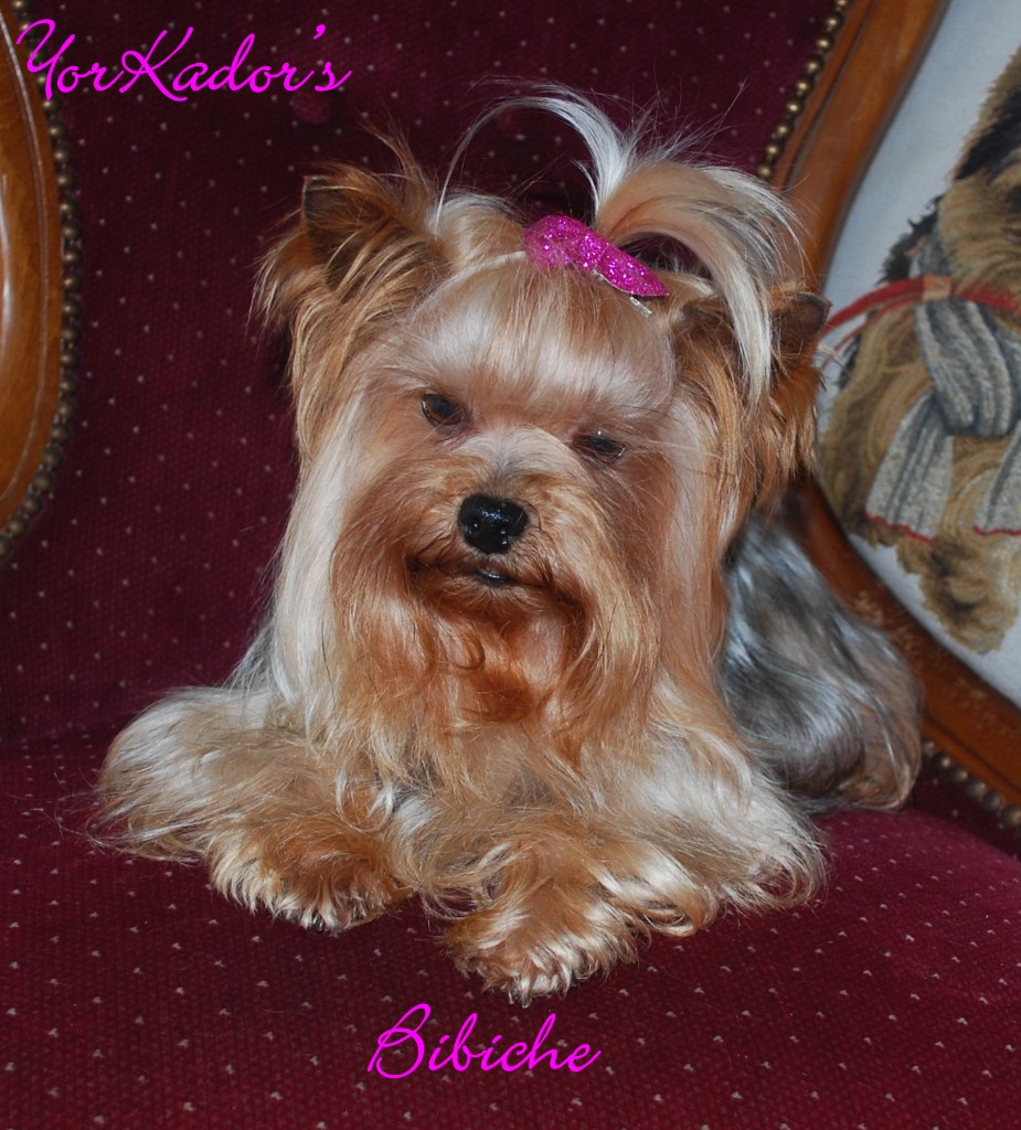Bibiche211211