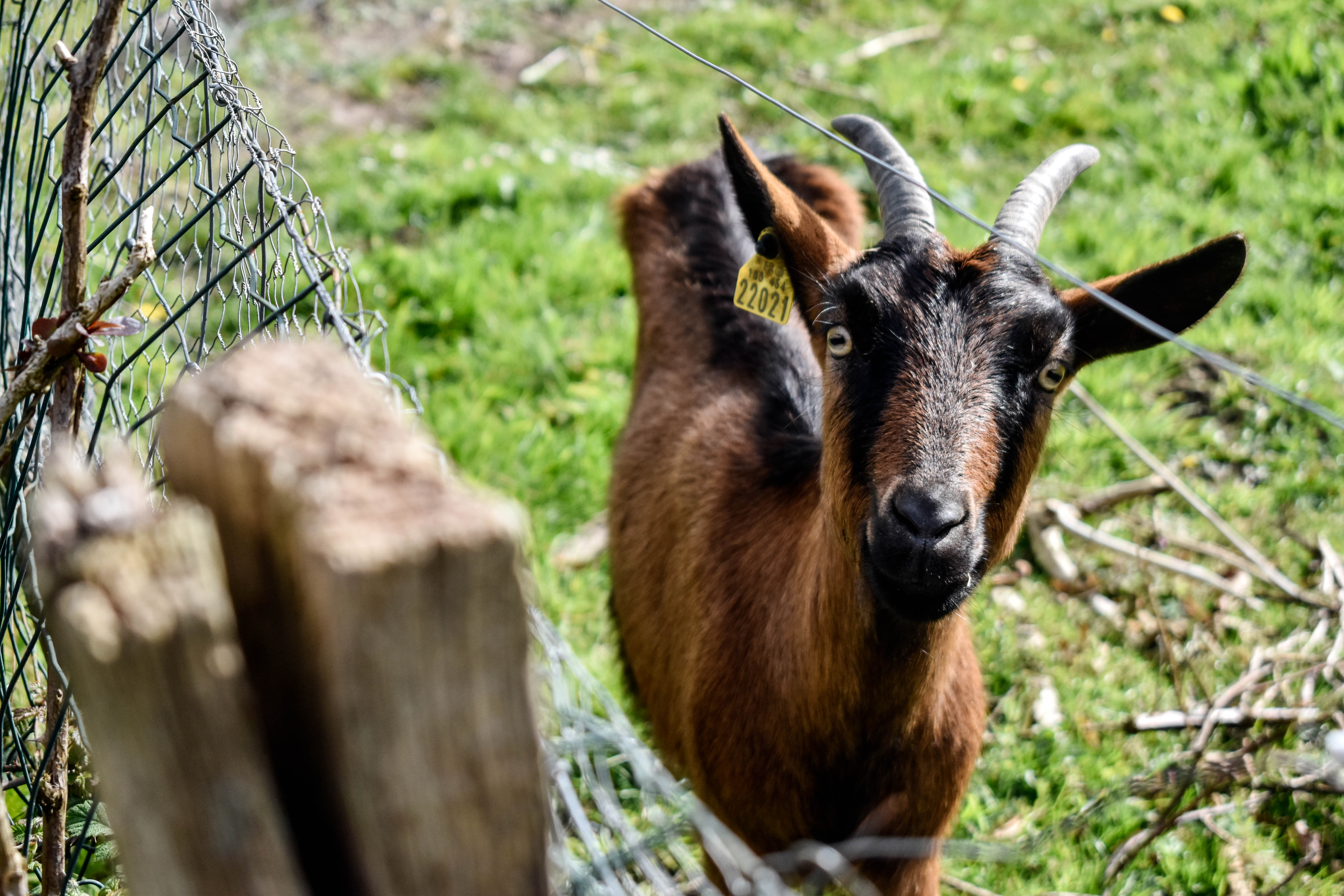 Béliers de la ferme, normandie. La ferme pédagogique propose l'activité "découverte des animaux de la ferme" aux école, groupe d'enfants. 