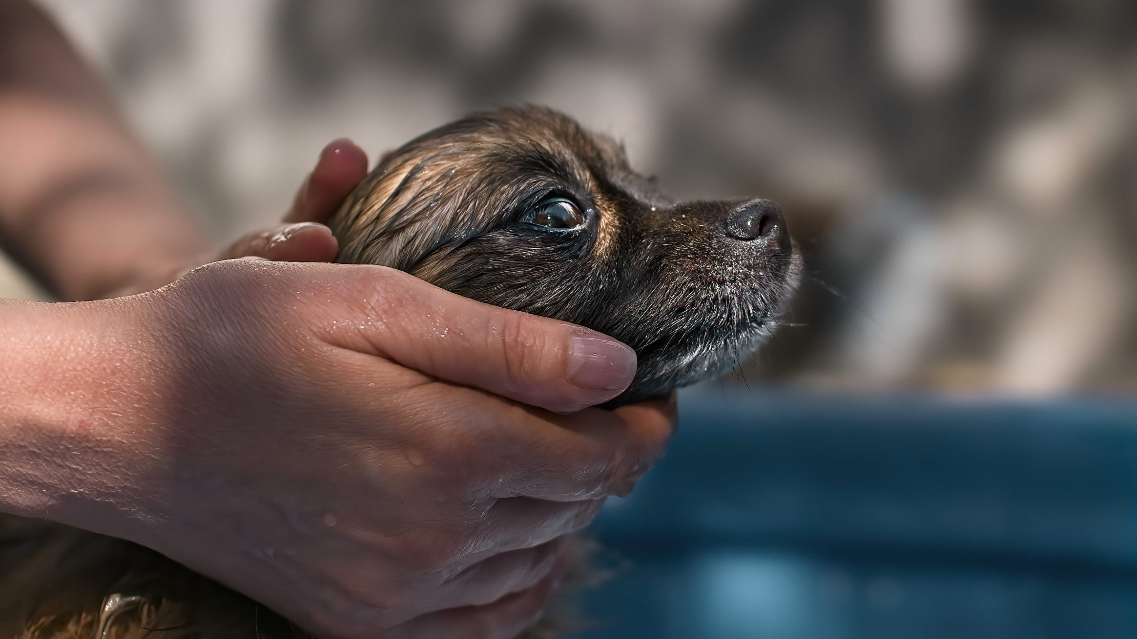 Chien photo animaux compagnie portrait hd