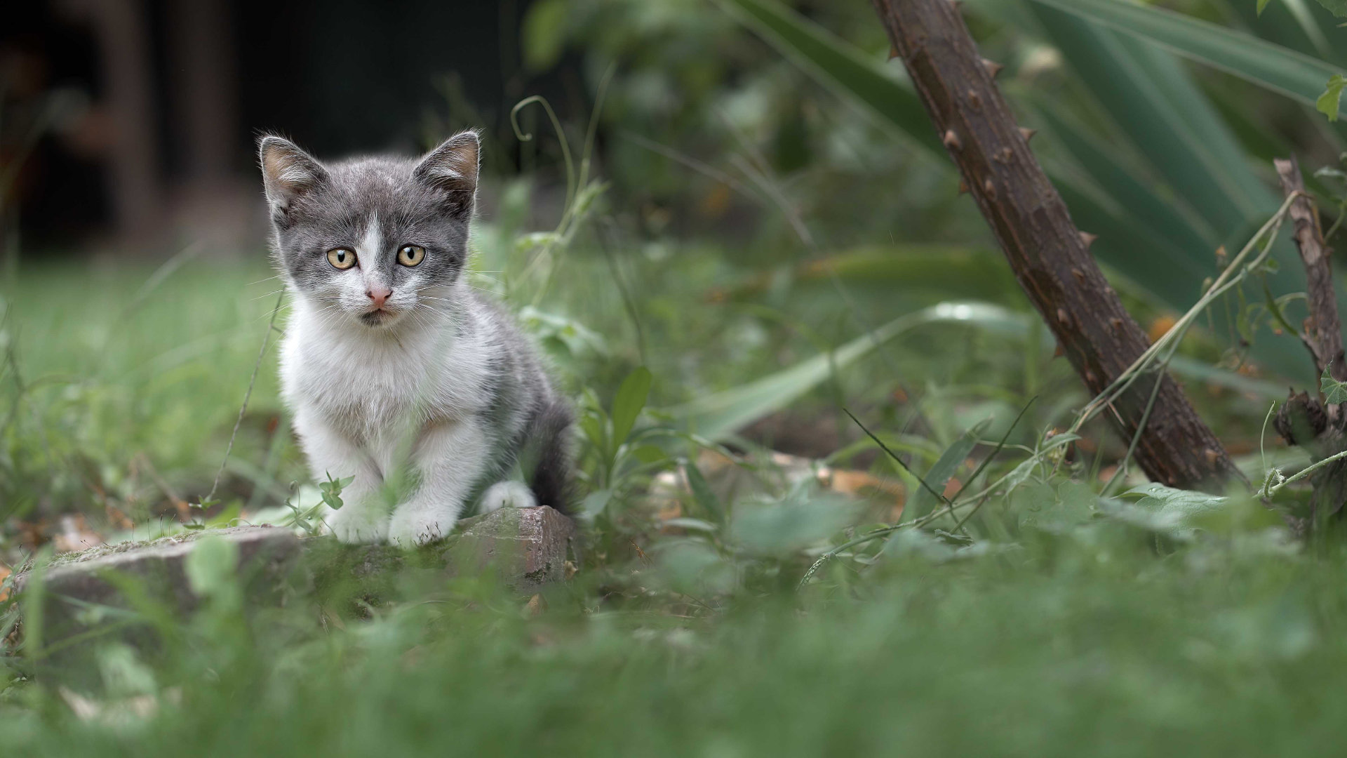 Photo chaton portrait artistique feerique hd 1080p