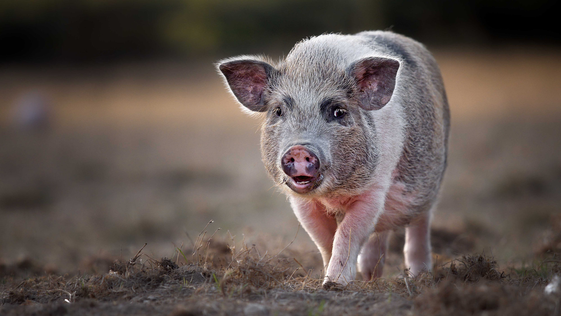 Portrait photo cochon pig hd 1080p