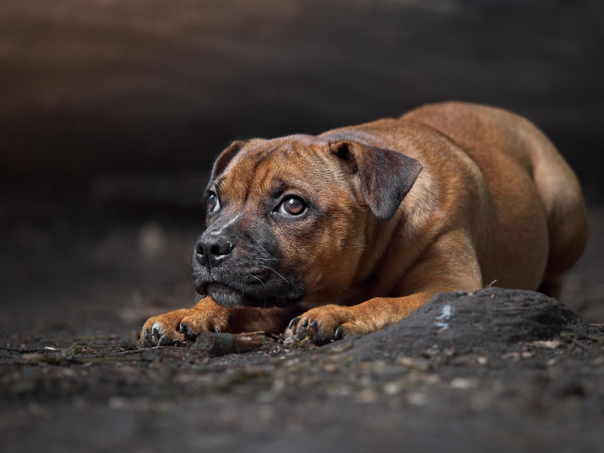 Photo portrait chiot staffie hd 1080p